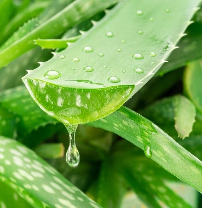 cách chăm sóc da đầu bằng gel nha đam