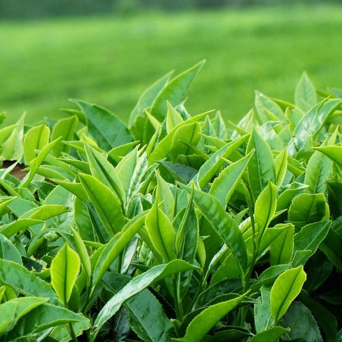 cách trị gàu cho nam bằng lá trà xanh