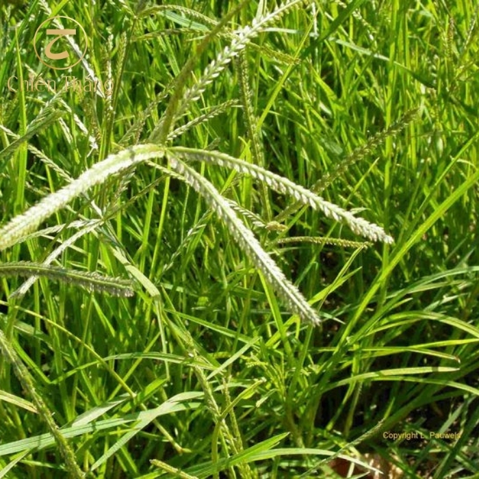 cỏ mần trầu trị tóc bạc sớm