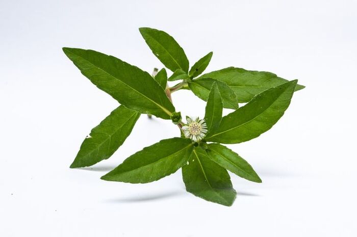 cỏ nhọ nồi