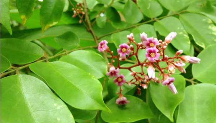 gội đầu bằng lá khế chua