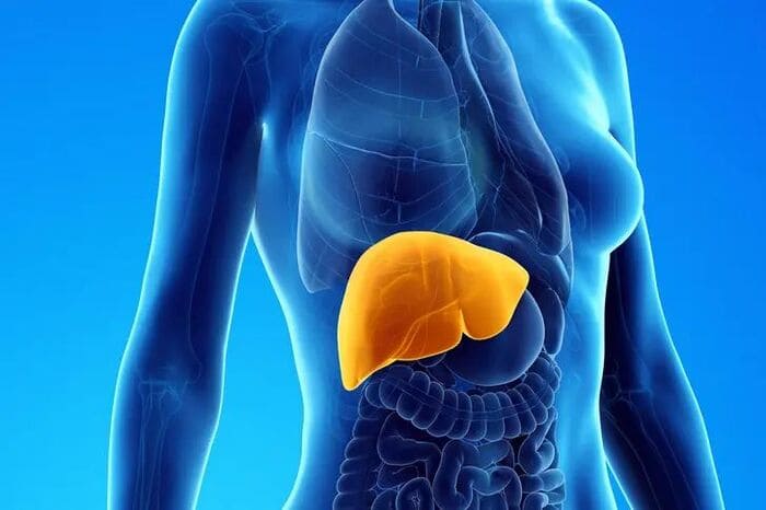 hà thủ ô giúp bổ gan thận điều hòa khí huyết