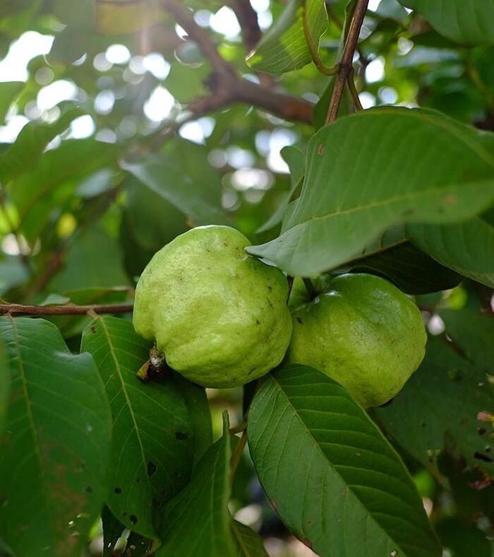 lá ổi nghiền nhuyễn ở trẻ em có tóc bạc