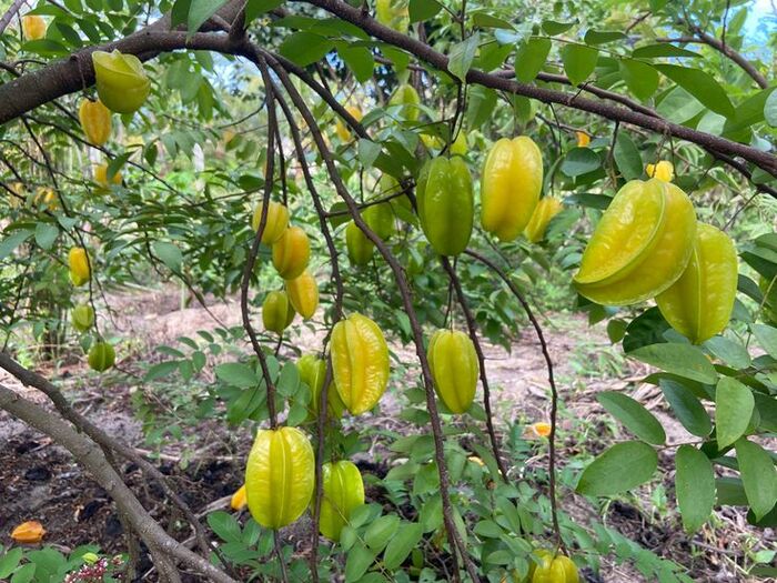 lưu ý khi dùng khế chua trị tóc bạc
