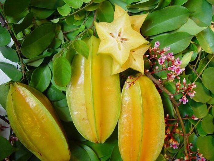 tác dụng của khế chua với tóc bạc