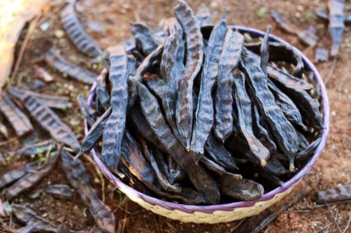 trị gàu nấm da đầu bằng bồ kết