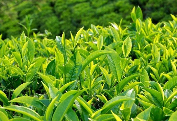 trị gàu nấm da đầu bằng lá chè xanh