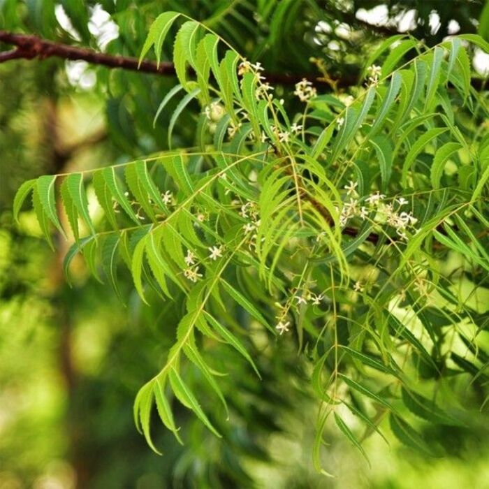 trị gàu nấm da đầu bằng lá neem