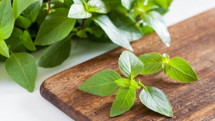cách gội đầu bằng dầu dừa trị gàu với húng quế