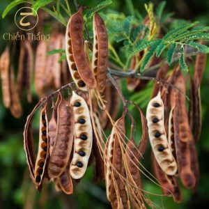 cách nấu bồ kết trị gàu