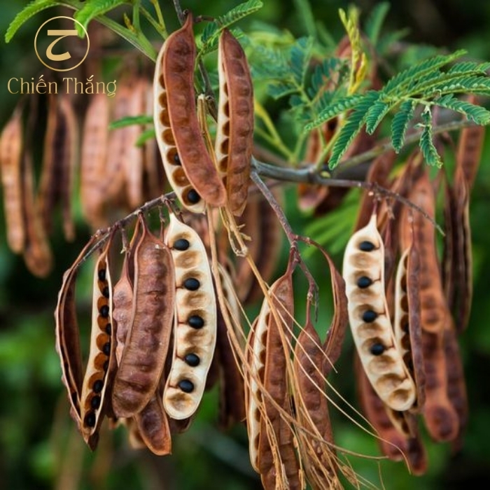 cách nấu bồ kết trị gàu