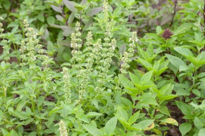 cách nấu bồ kết trị gàu với cỏ mần trầu với hương nhu