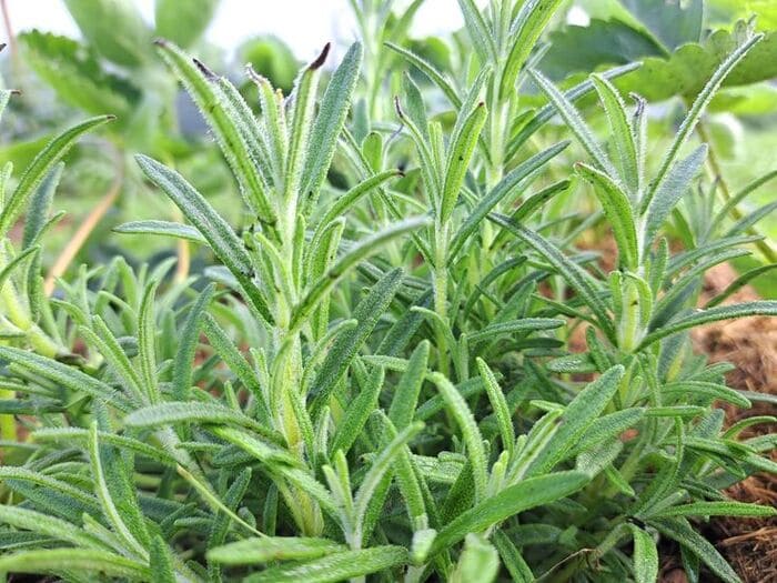 cách trị gàu bằng giấm táo với lá hương thảo