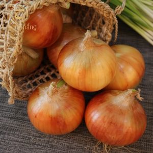 cách trị gàu bằng hành tây