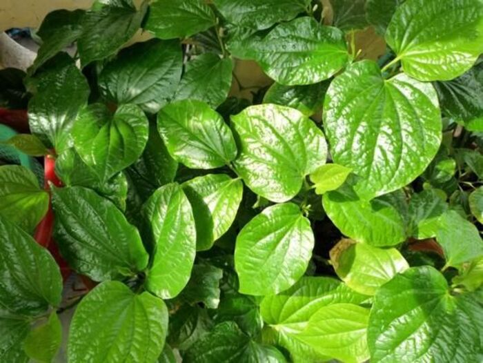 cách trị gàu cho nữ bằng lá trầu không