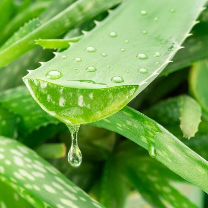 mặt nạ dưỡng tóc từ nha đam lô hội tóc nam bị xoăn và khô