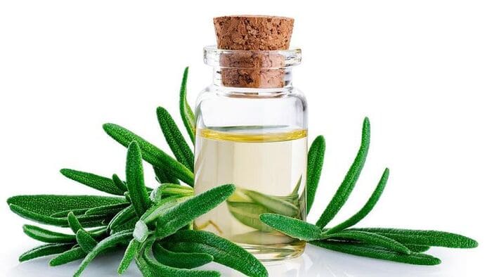 nha đam trị gàu tinh dầu tràm