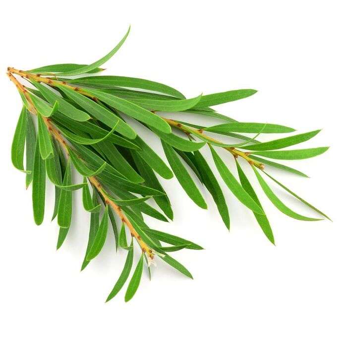 sử dụng tinh dầu tràm trà trị gàu cho tóc nhuộm