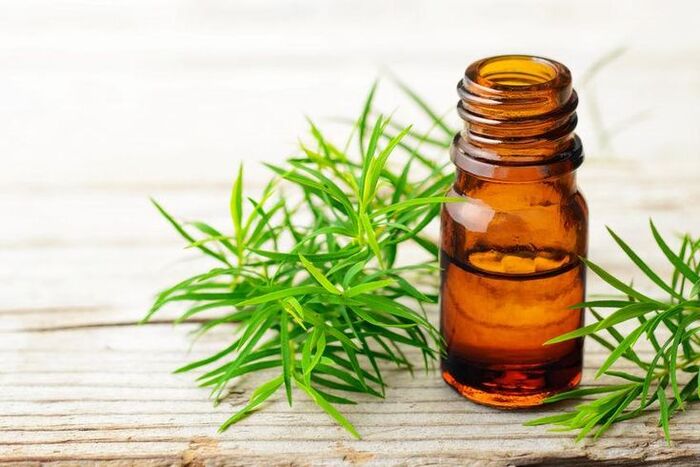trị gàu bằng dầu oliu với dầu cây trà
