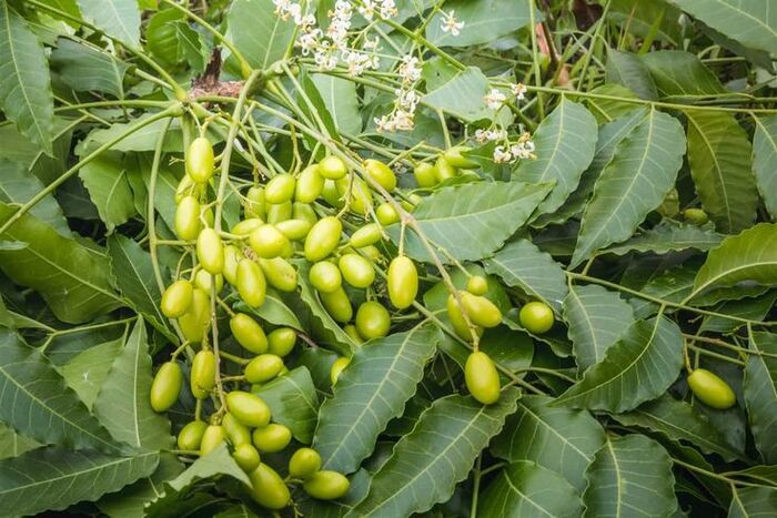 trị gàu bằng dầu oliu với dầu neem