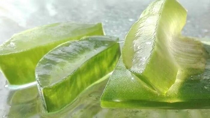 trị gàu bằng dầu oliu với nha đam