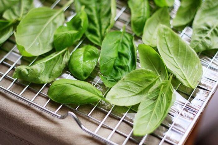 trị gàu bằng sả với húng quế