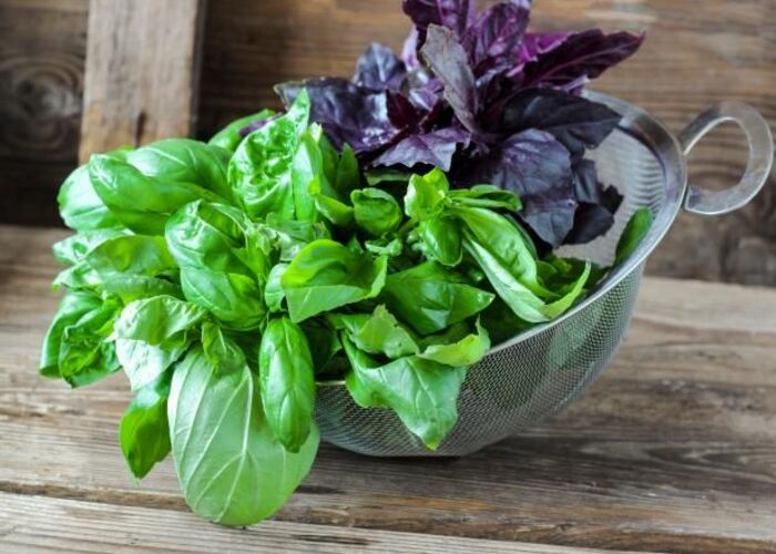 trị gàu mùa đông bằng húng khô