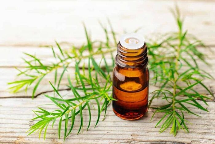 trị gàu mùa đông bằng tinh dầu tràm