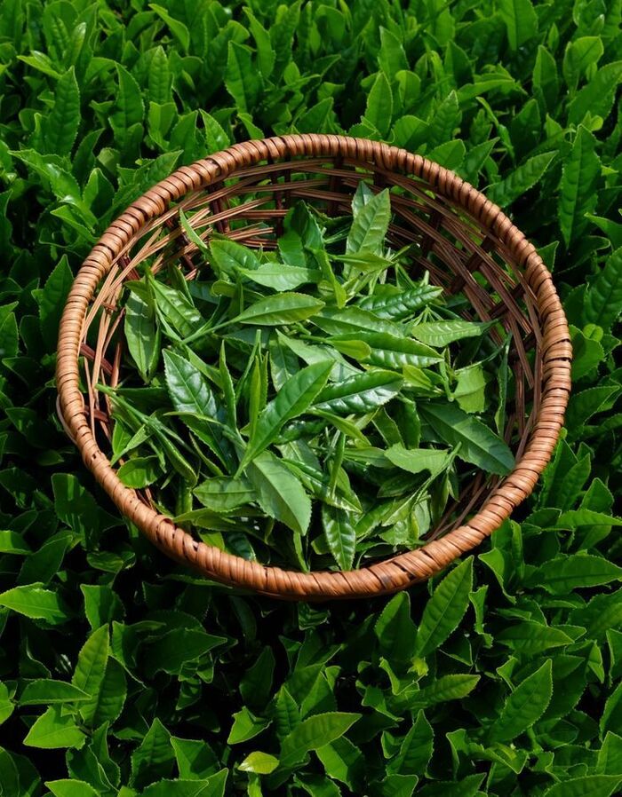 trị gàu mùa đông bằng trà xanh